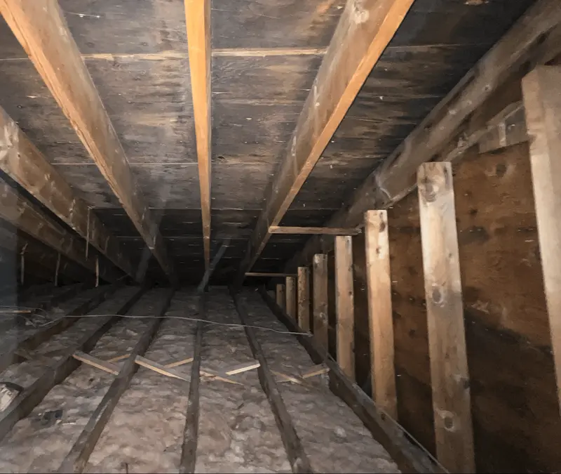 Mold in attics is a common problem