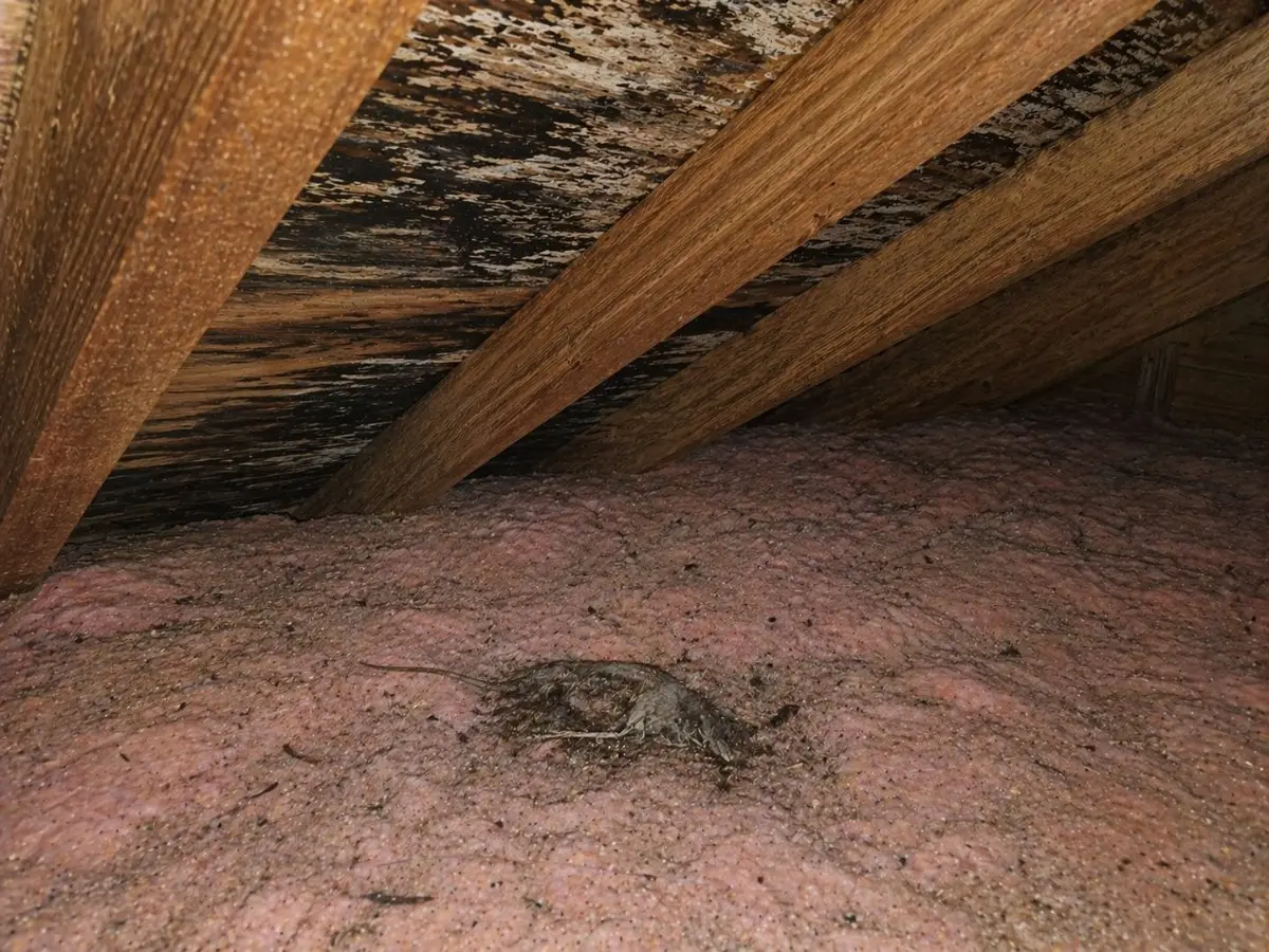 Condensation and moisture buildup in Maine home causing mold growth
